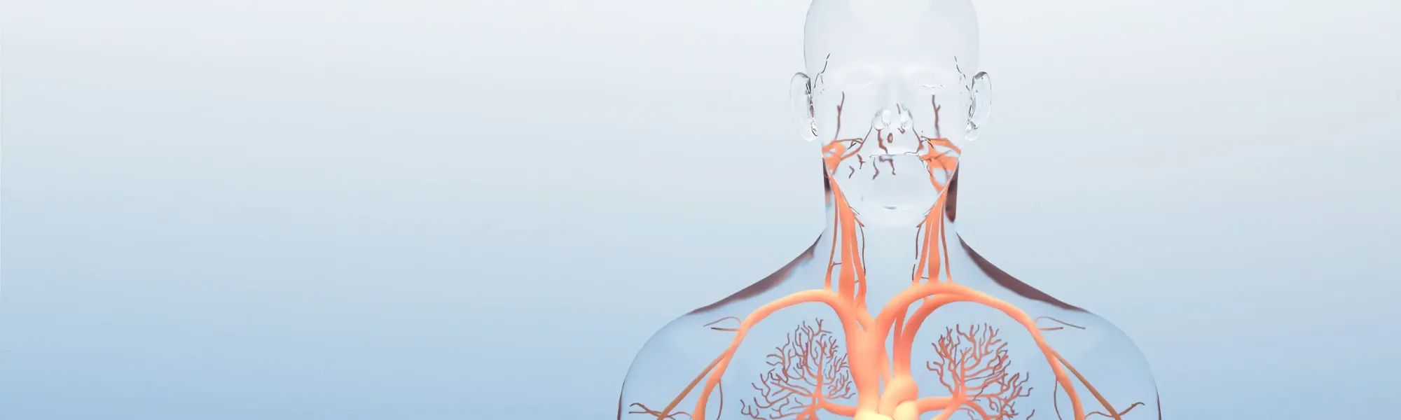 ilustración de un cuerpo humano